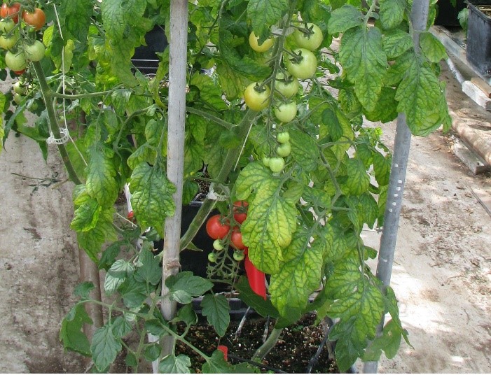 Characteristic yellowing in a TICV-infected tomato plant. © William M. Wintermantel, USDA-ARS